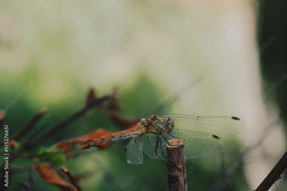 Dragonfly on green background, nature Dragonfly on green background, nature