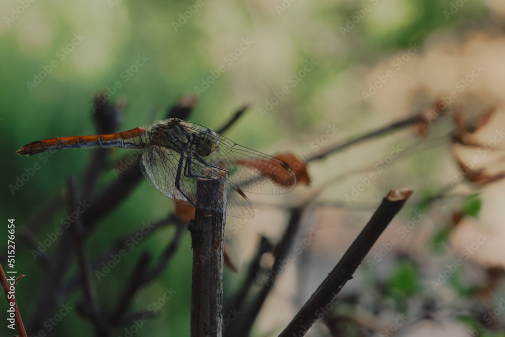 Dragonfly on green background, nature Dragonfly on green background, nature