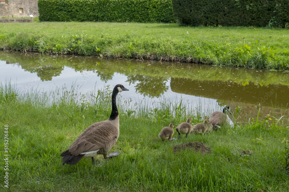 Im Gänsemarsch, Kanadagänse (Branta canadensis) mit Küken Im Gänsemarsch, Kanadagänse (Branta canadensis) mit Küken
