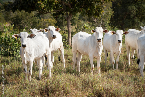 View to white cows on coutryside farm in cerrado area