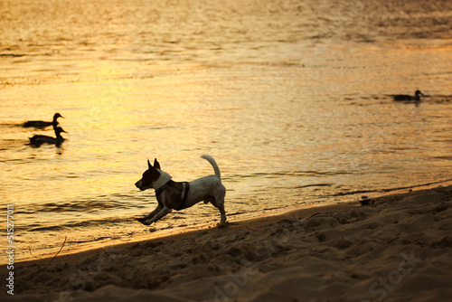 Small male dog Jack Russell Terrier breed has fun frolics on a shore of river, sea, ocean at sunset. A dog is running, hunting, playing with wild ducks, barking. Doggy in the jumping. Active canine.