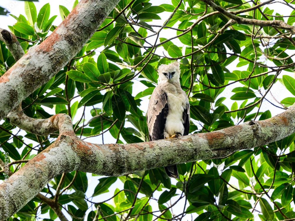 Fototapeta premium Harpy Eagle chick standing on tree branch against green leaves
