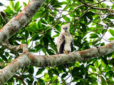Harpy Eagle chick standing on tree branch against green leaves