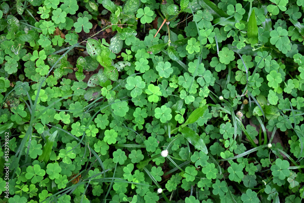 Oxalis corniculata plant's leaf pattern. Green Amrul leaves in nature. Saint Patrick leaf houseplant. Oxalis corniculata plant's leaf pattern. Green Amrul leaves in nature. Saint Patrick leaf houseplant.