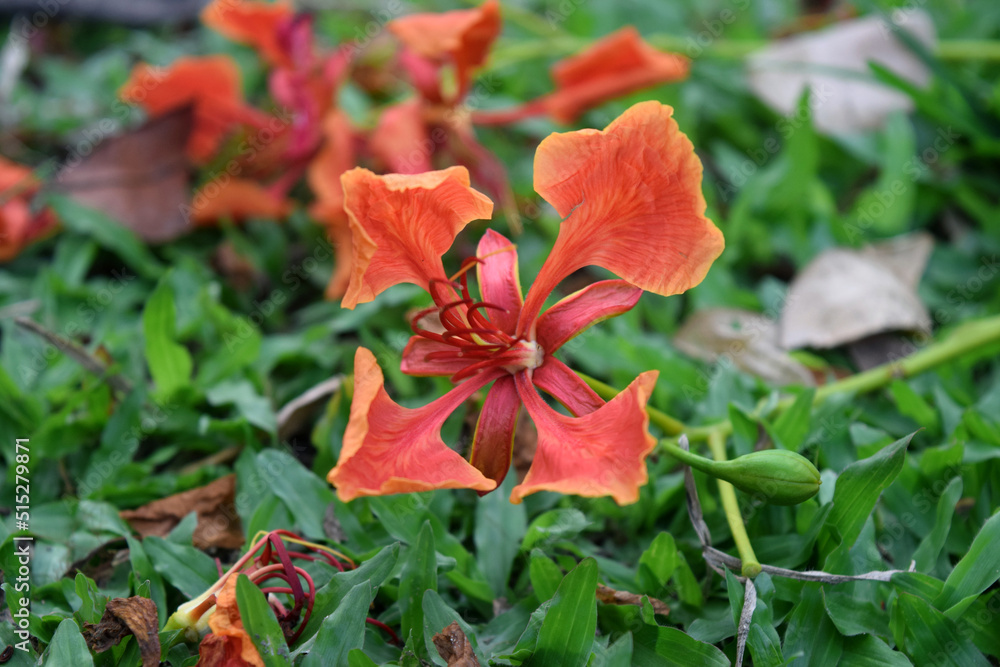 Caesalpinia pulcherrima plant's blossom. Scientific name Delonix regia. Red Krishna Chura flower on green grass field. Caesalpinia pulcherrima plant's blossom. Scientific name Delonix regia. Red Krishna Chura flower on green grass field.