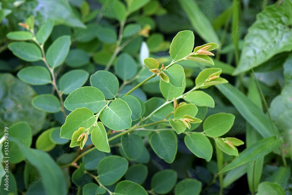 Breynia plant and leaves in nature. Breynia vitis-idaea botany. Wild Plant in nature. Breynia plant and leaves in nature. Breynia vitis-idaea botany. Wild Plant in nature.