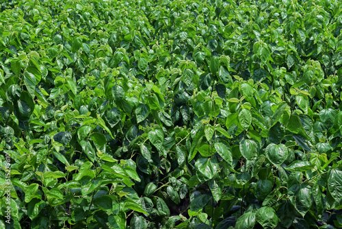Green mulberry leaves in field. Mulberry tree cultivation. Mulberry fruit plants in garden.