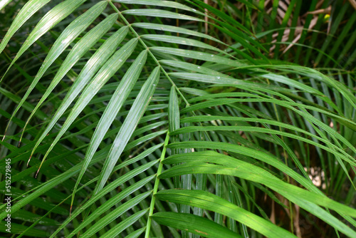 Calamus Palm leaves in nature. Tropical Calamus Palm green leaves textures.