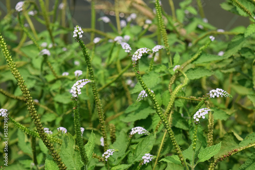 Indian heliotrope flowers in nature. Scientific name Heliotropium indicum. Medicinal plant in village nature. Ayurvedic herbs raw material plant. photo