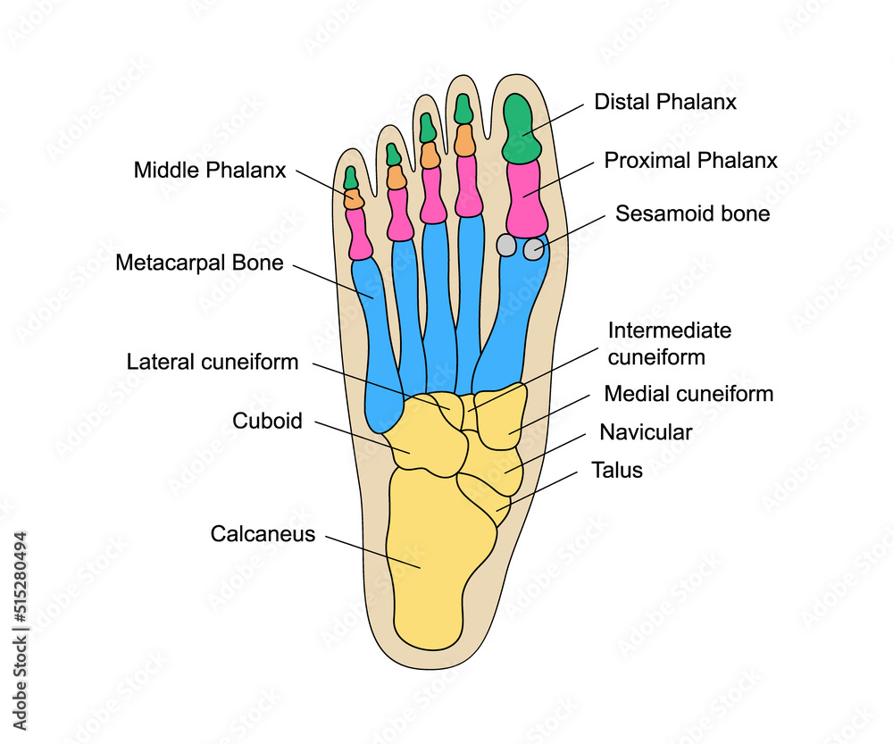 Human foot bones anatomy with descriptions. Educational diagram of
