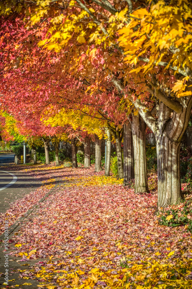 autumn trees on the road