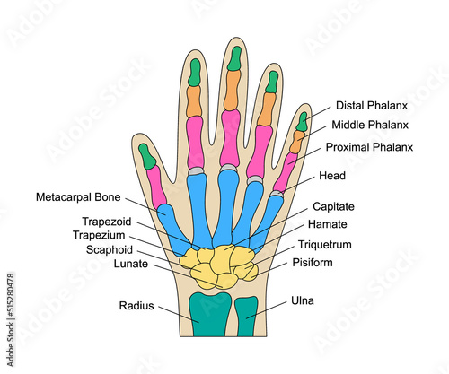 Human hand bones anatomy with descriptions. Colored hand parts structure. Lunate, triquetrum, pisiform, capitate, hamate, scaphoid wrist parts. photo