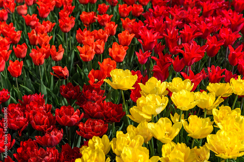 Flowering Bed of Tulips Orange Red and Yellow