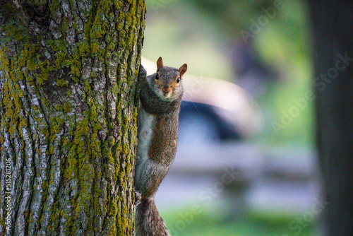 squirrel on a tree © Matt