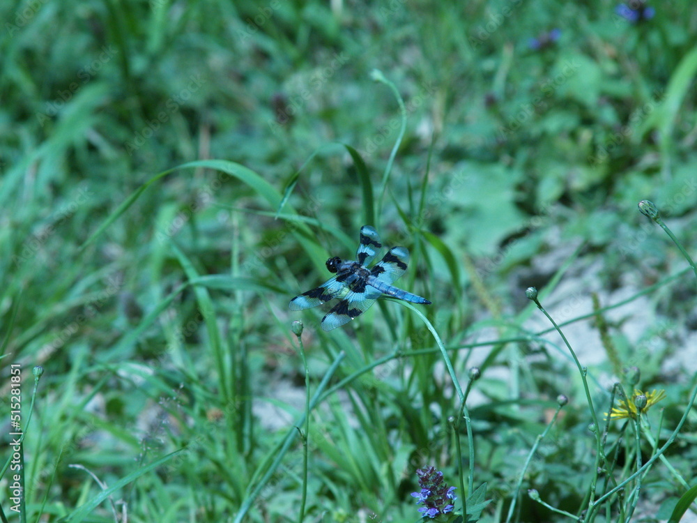 Fototapeta premium Beware the Dragon(fly)