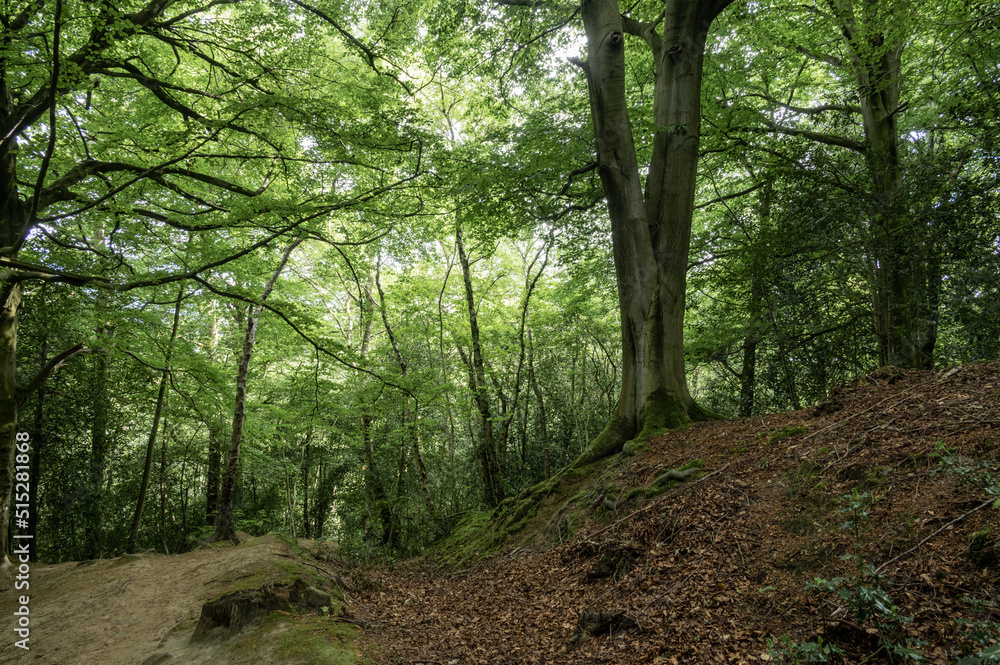 footpath in the woods