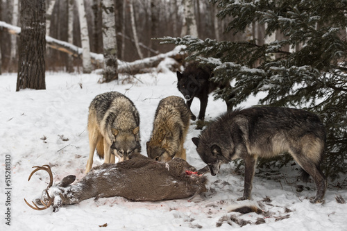 Black Phase Grey Wolf (Canis lupus) Paws at Deer Carcass While Pack Mates Gather Winter © hkuchera