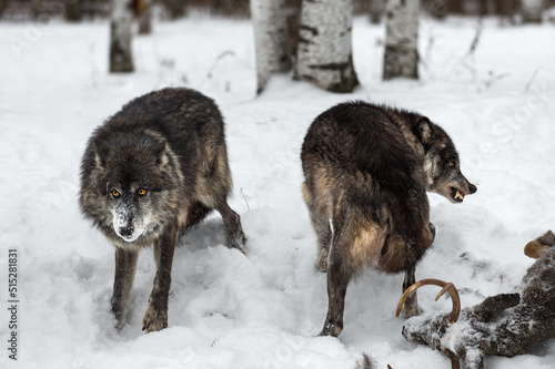 Two Black Phase Wolves (Canis lupus) One Snarling Near Deer Carcass Winter © hkuchera