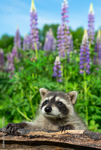 Raccoon (Procyon lotor) Looks Up to Sky Over Log Lupin Behind Summer