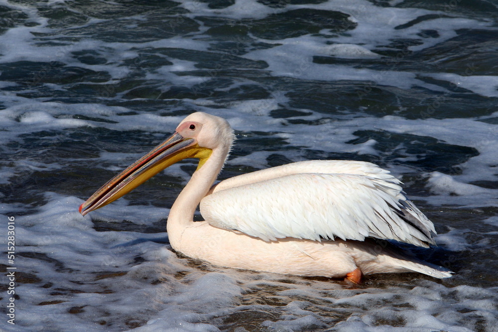 Big white pelican on the seashore Big white pelican on the seashore