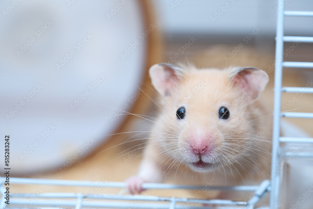 Fototapeta premium キンクマハムスター