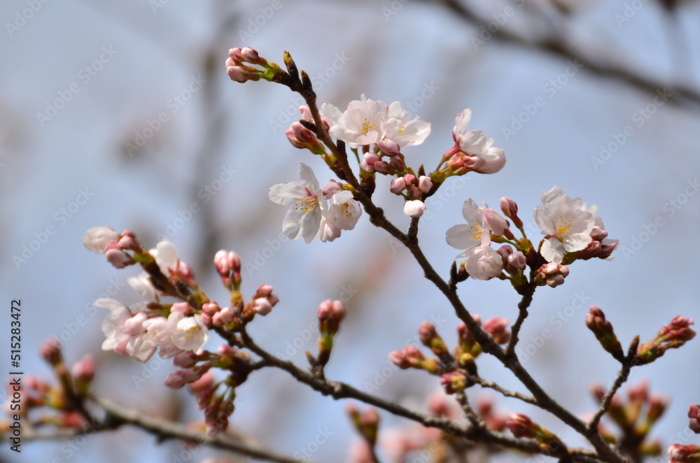 桜 桜