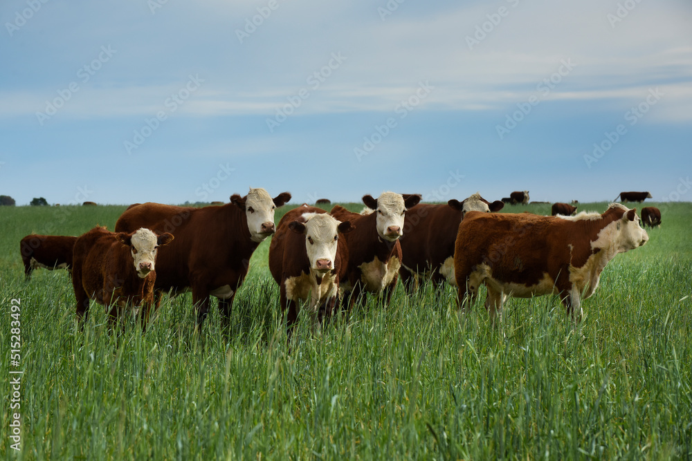 Cattle raising with natural pastures in Pampas countryside, La Pampa Province,Patagonia, Argentina. Cattle raising with natural pastures in Pampas countryside, La Pampa Province,Patagonia, Argentina.