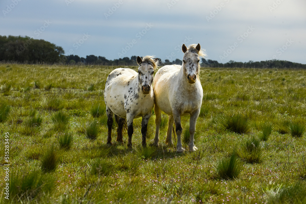 Obraz premium Herd of horses in the coutryside, La Pampa province, Patagonia, Argentina.