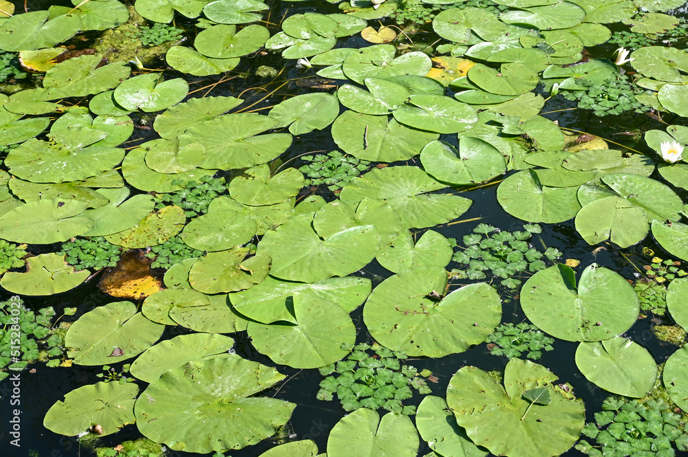 Lotus flower and leaves on the river. Water lilly blossoms on the lake in hot summer day. green lilly pad's cover on water surface. Nymphaea flower. Lotus flower and leaves on the river. Water lilly blossoms on the lake in hot summer day. green lilly pad's cover on water surface. Nymphaea flower.