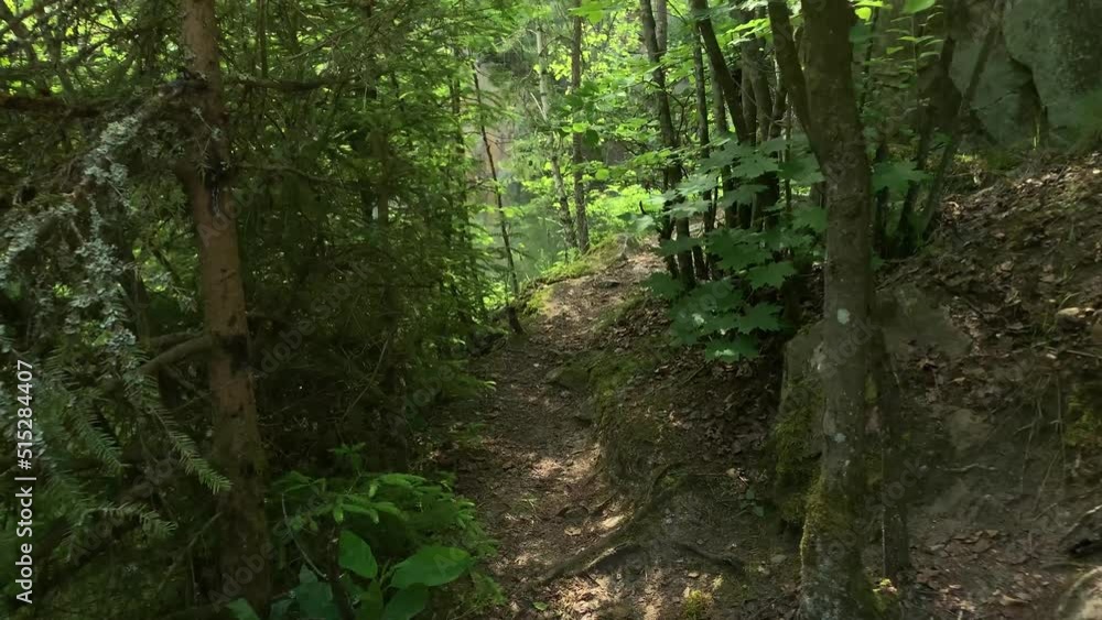 Forest Road. The path between the trees leads to the forest Forest Road. The path between the trees leads to the forest