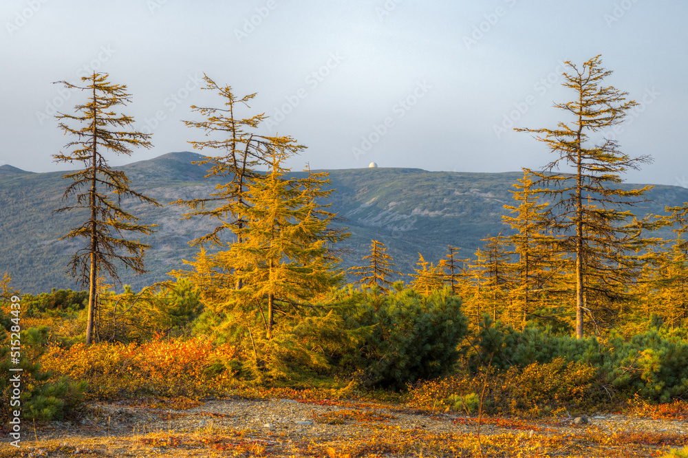 Beautiful autumn landscape. View of yellowed larches. In the distance, on top of a mountain, is a white dome. Nature of Siberia and the Russian Far East. Magadan region, Russia.