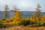 Beautiful autumn landscape. View of yellowed larches. In the distance, on top of a mountain, is a white dome. Nature of Siberia and the Russian Far East. Magadan region, Russia.