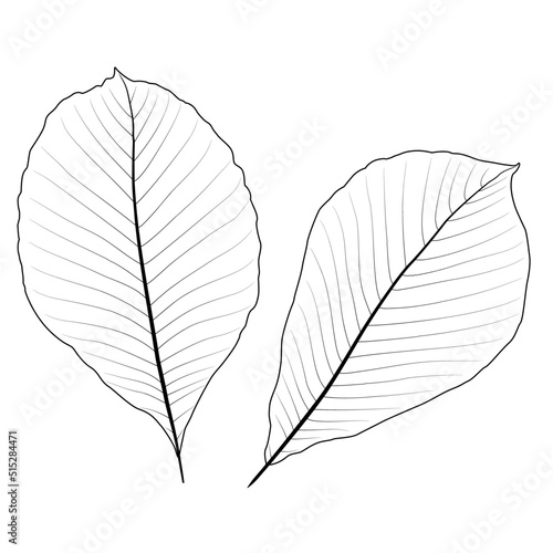 トチノキの葉のイラスト