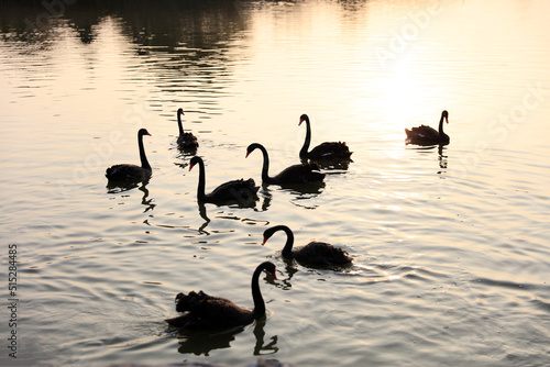 Black swans swim in the water