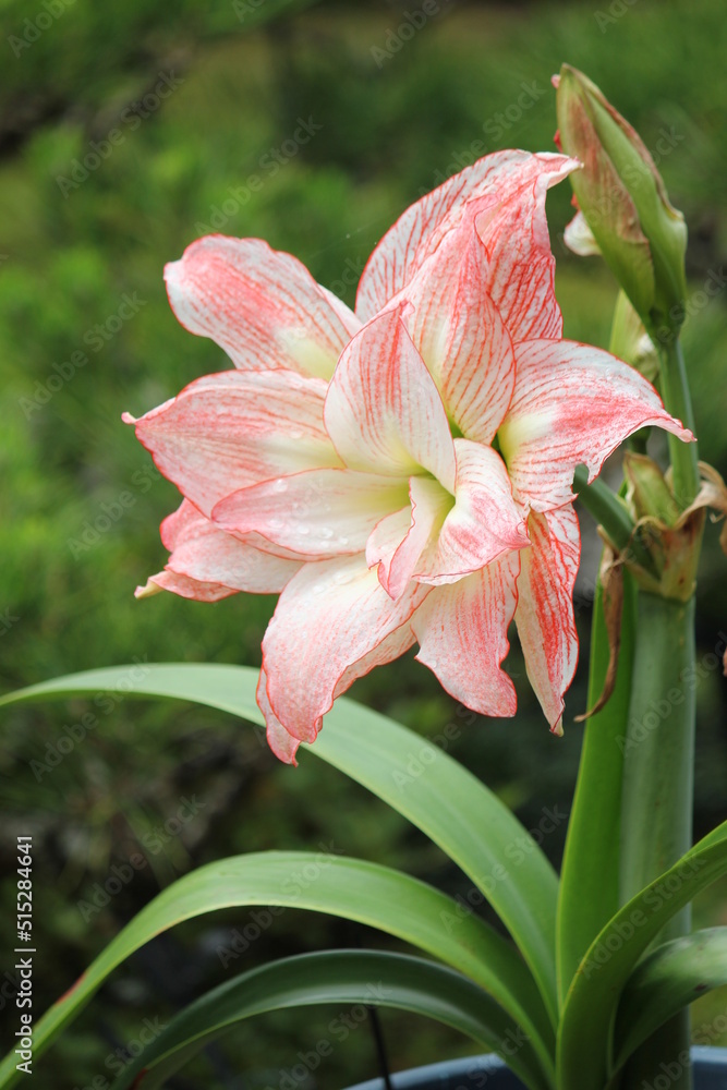 一輪のアマリリスと蕾
一輪のアマリリスと蕾