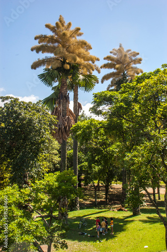 two very tall coriphas with flowers on Aterro do Flamengo