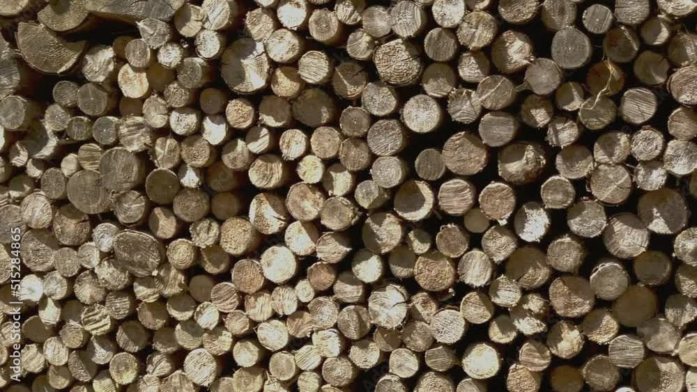 Lots of firewood in the forest Lots of firewood in the forest