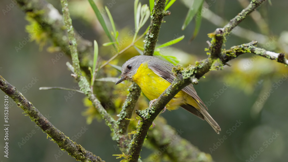 eastern yellow robin in a rainforest tree eastern yellow robin in a rainforest tree
