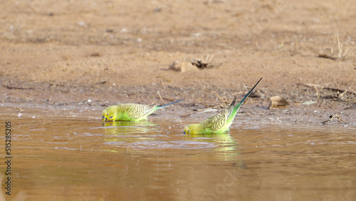 close up of a budgerigar flock drinking from redbank waterhole photo