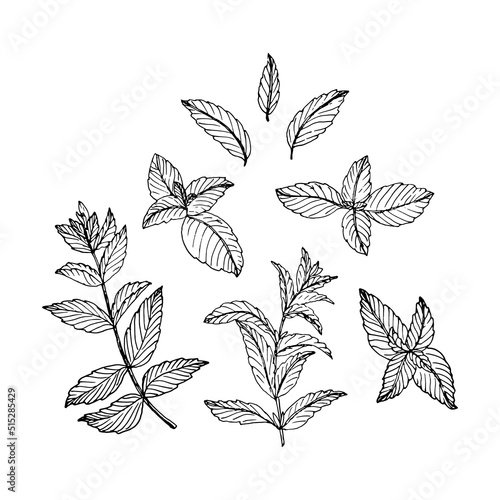 Sketch style illustration of mint