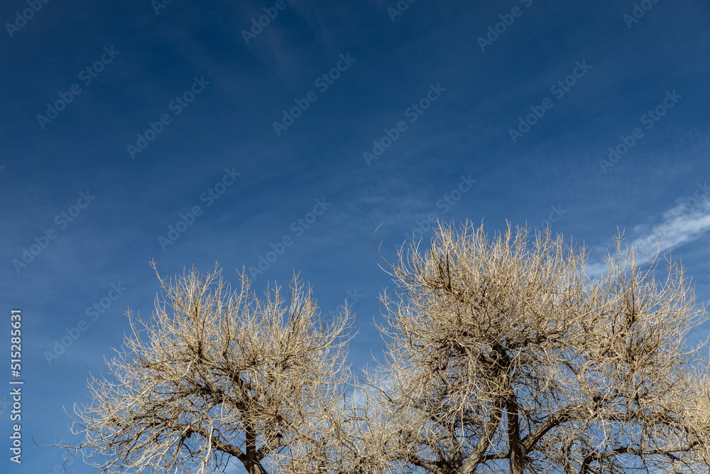 Bare trees with dense branches against a blue sky, winter landscape, horizontal aspect Bare trees with dense branches against a blue sky, winter landscape, horizontal aspect