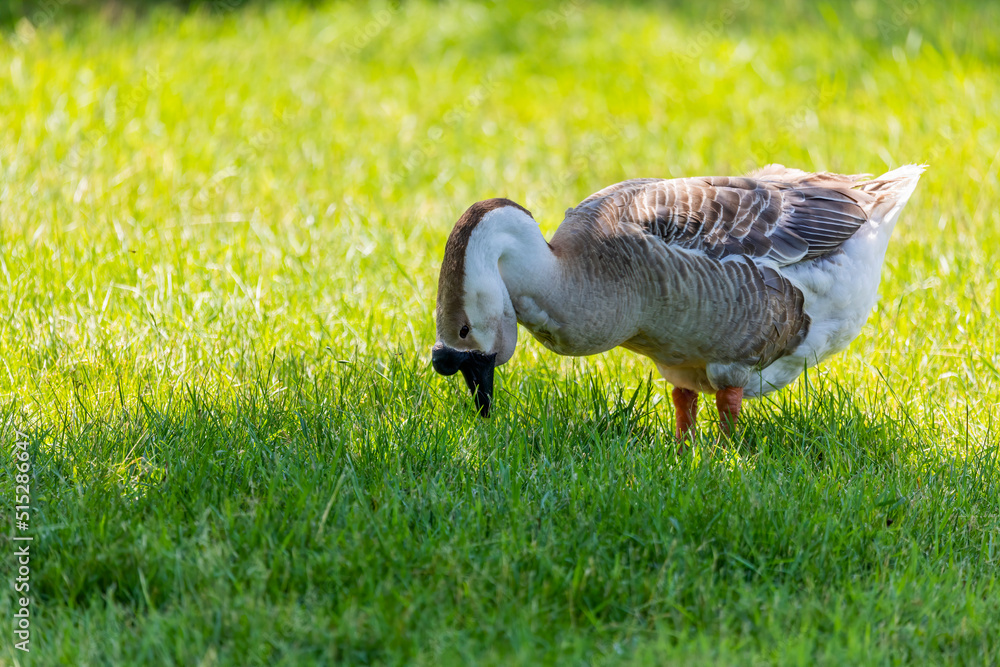African domestic goose. The African goose is a breed of domestic goose derived from the wild swan goose (Anser cygnoides). African domestic goose. The African goose is a breed of domestic goose derived from the wild swan goose (Anser cygnoides).