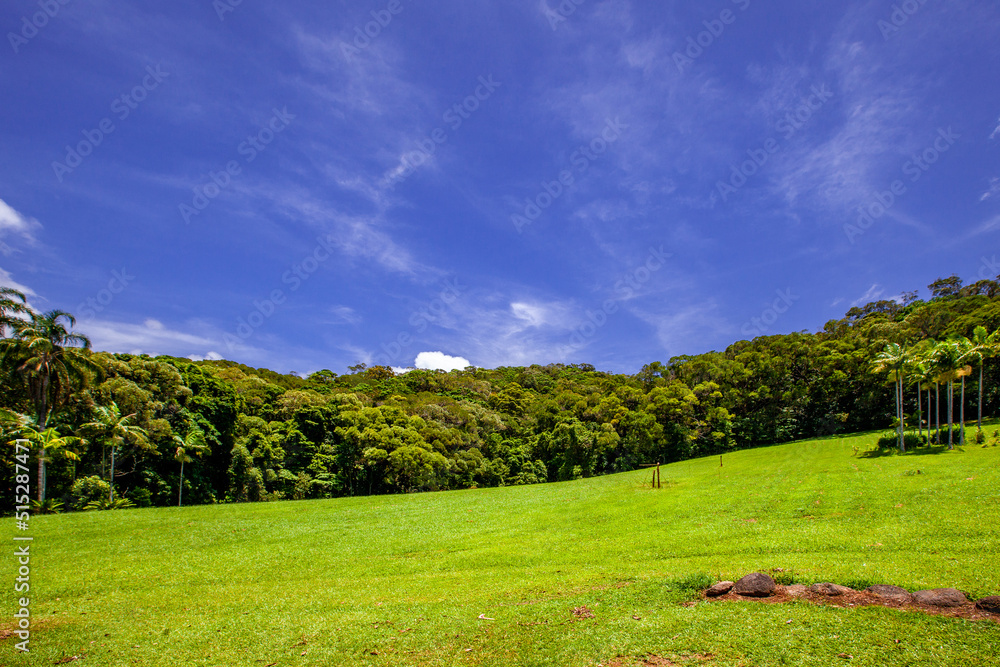 Obraz premium キュランダの熱帯雨林