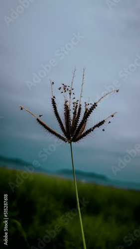 grass on the ricefield