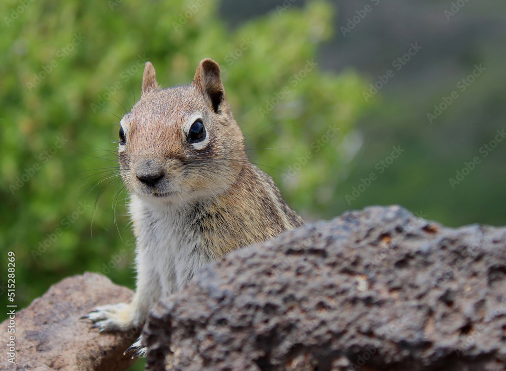 Naklejka premium Chipmunk Close-up