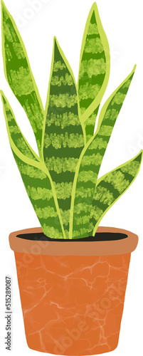 snake plant