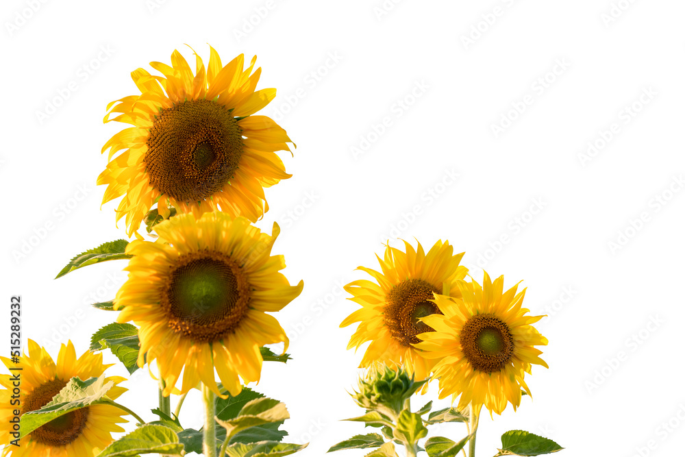 Fototapeta premium Sunflower isolated on white background include clipping path. Sunflower blooming depth of field.
