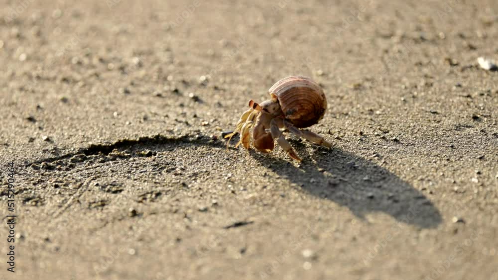 a late afternoon shot of a hermit crab walking forwards and backwards at corcovado national park of costa rica a late afternoon shot of a hermit crab walking forwards and backwards at corcovado national park of costa rica