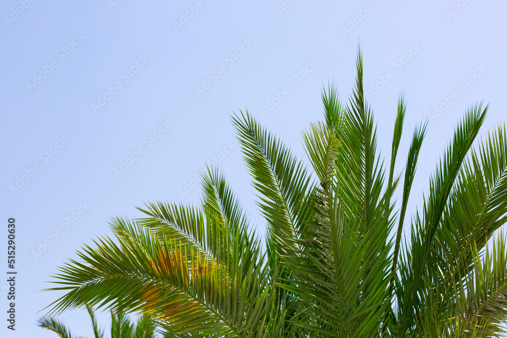Green date palm leaf branches in the plain sky background with copy space, creative summer design, template. Frame from trees branch against tropical blue sky. Beautiful palm leaves of tree close up