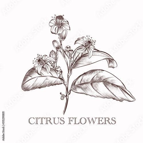 Hand drawn vector citrus flowers in vintage style